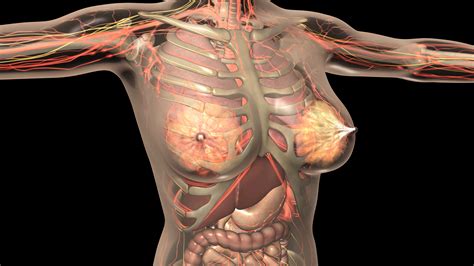 Human female internal organs this is a 3d model of a human female internal organs. Human Body Model Png & Free Human Body Model.png ...
