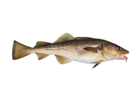 Der (atlantische) kabeljau oder dorsch (gadus morhua) ist ein meeresfisch, der in teilen des nordatlantiks und des nordpolarmeers sowie in der ostsee verbreitet ist. Kabeljau Stockfoto und mehr Bilder von Dorsch - iStock