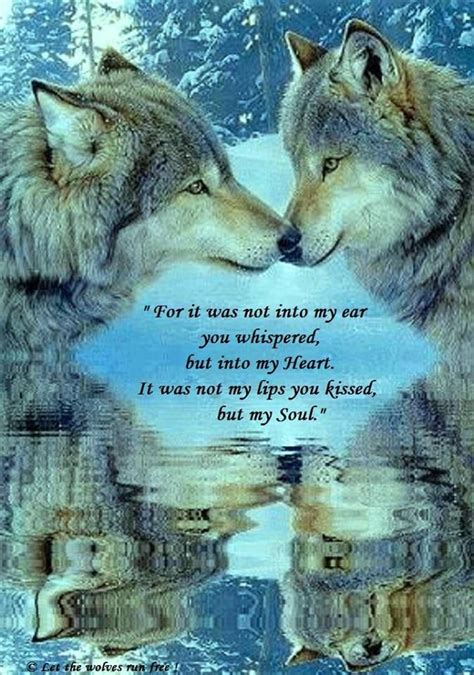 Wolf Love Quotes Wolf Love Wolf Quotes Beautiful Wolves