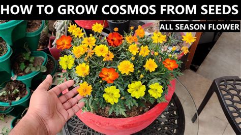 How To Grow Cosmos From Seed All Season Flower Youtube