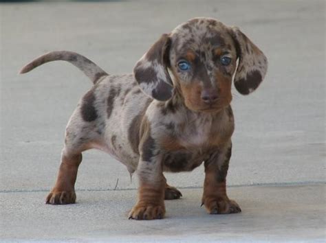 Brown And Tan Dapple Dachshund Puppy With Blue Eyes Pets Id Love To
