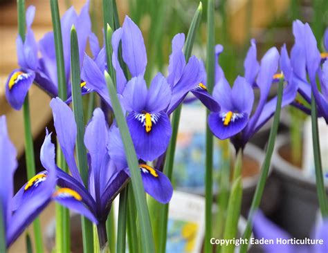 How To Grow Iris Reticulata The Garden Of Eaden