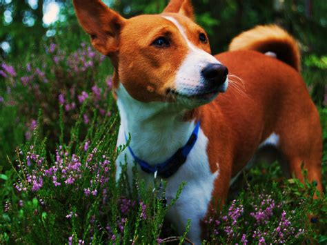See more ideas about puppy flowers, puppies, pure products. Basenji breed dog among flowers wallpapers and images ...