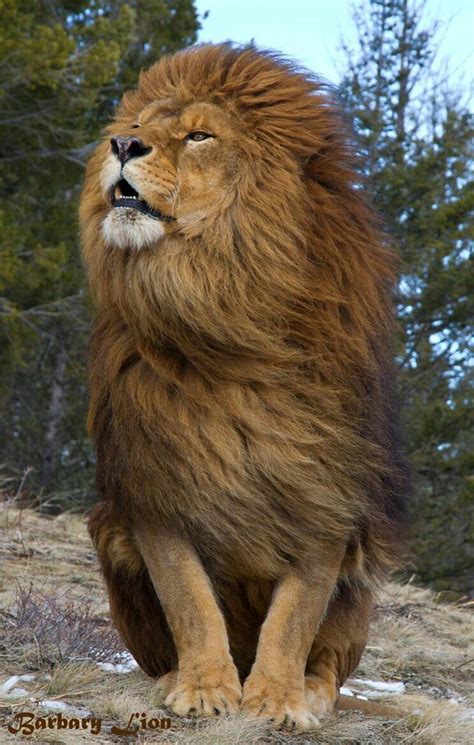 Hair Blowing Lion Wallpaper Best Wallpaper Hd Animals Beautiful