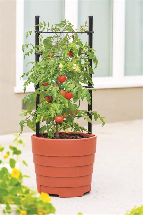 Simple Strategies For A Larger Tomato Harvest Cape Gazette