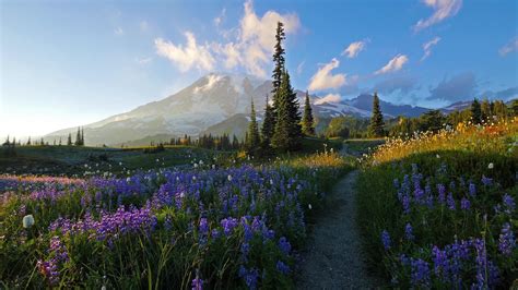 Mount Rainier National Park Live Wallpaper 2560 X 1440 Sunset