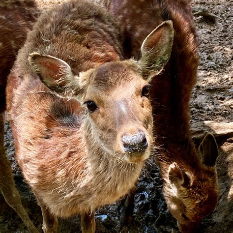 数十頭の鹿が放し飼いされている「おがの鹿公園」へ（小鹿野町） 編集者の郊外暮らし、旅暮らし