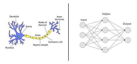 artificial neural network v s biological neural network by vidyaesampally1998 vidya medium