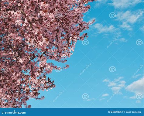 Crop Of Blooming Sakura Tree Against Blue Sky Growing Outside In The