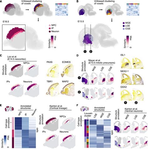 Resolving Organoid Brain Region Identities By Mapping Single Cell
