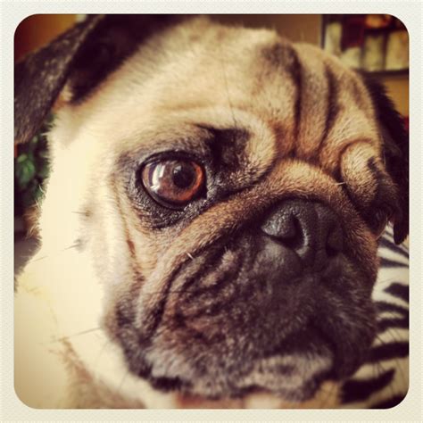Do pugs have a lot of health problems? Pug has many questions... | Pug love, Pugs, Best dog breeds