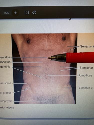 Anterior Abdominal Wall And Inguinal Region Flashcards Quizlet