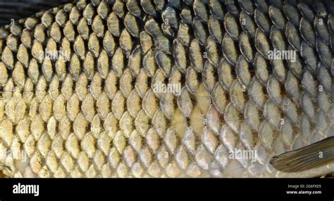 Silver Scaly Fish Hi Res Stock Photography And Images Alamy