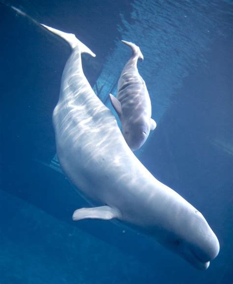 Baby Beluga Born To Mauyak At Shedd Aquarium Zooborns