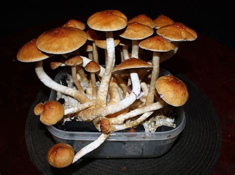 Psychedelic Psilocybin Therapy For Depression Granted Breakthrough