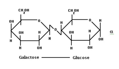 Lactose Molecule Confused Rnostupidquestions