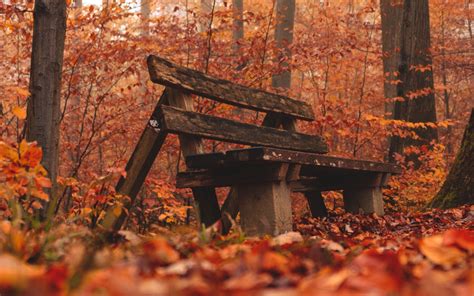 Download Wallpaper 3840x2400 Bench Forest Autumn Nature