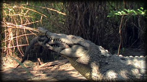 Predators Of Alligators 0301 Crocodilians Dangerous Animals Youtube