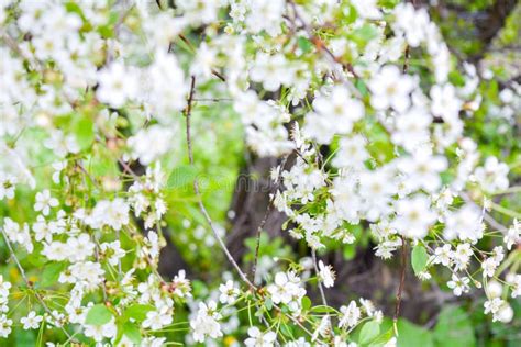 Close Up Of Little White Flowers On Bush Branch Romantic Blooming Bush