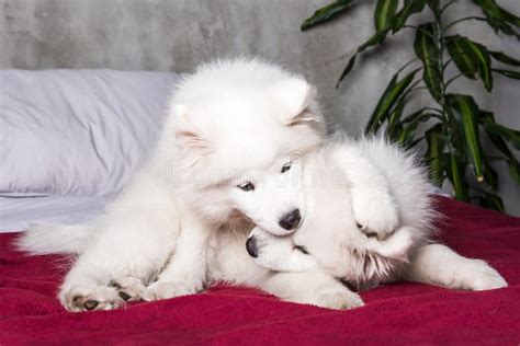 Two Samoyed Dogs Puppies In The Red Bed On Bedroom Background Stock