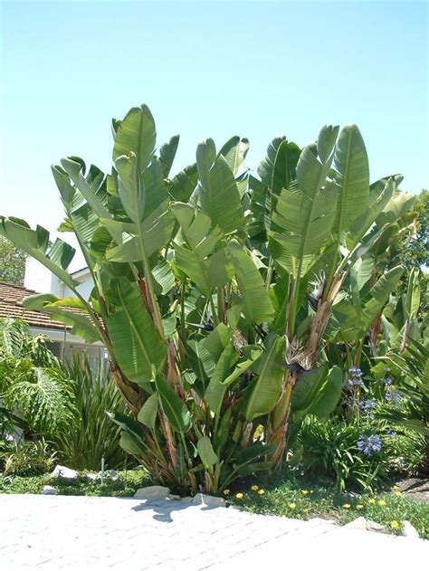 Giant White Bird of Paradise (Strelitzia nicolai) #Exoticflowers