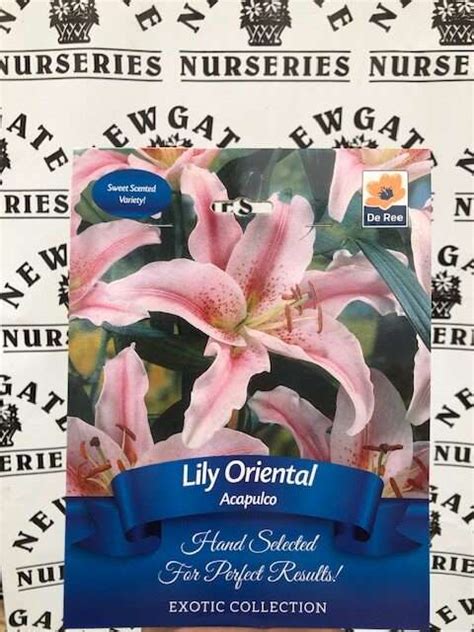 Lily Oriental Bulbs Acupulco Newgate Nurseries