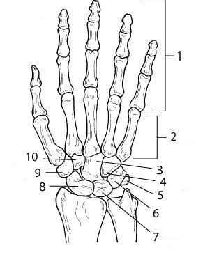 Carpal Bones Labeling Anatomy Diagram Quizlet