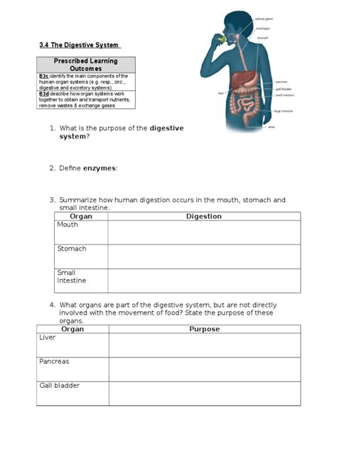 digestive system student worksheet digestion human digestive system