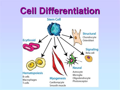 Ppt Cell Structure And Organisation Powerpoint Presentation Free