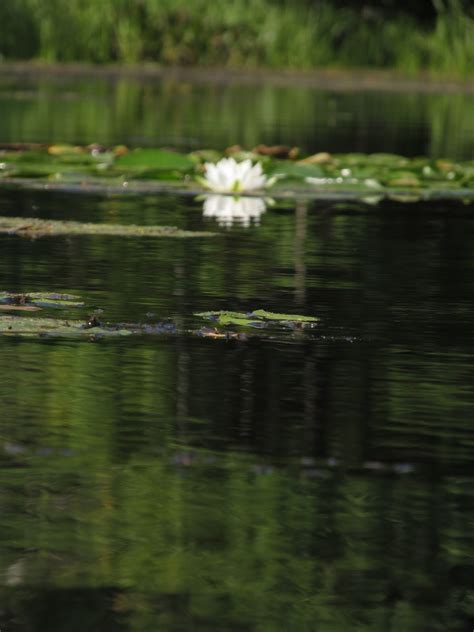 Salmon falls bridge el dorado hills. Recreational Kayaking in Maine: Salmon Falls River, South ...