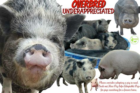 Please Consider Adopting A Pig In Need Those Pigs Are Extremely