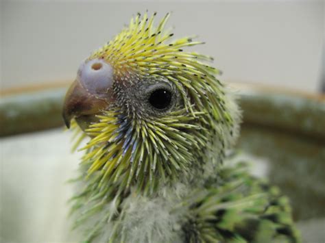 Baby Feathers Begin As Quills Budgie Anatomy Pinterest