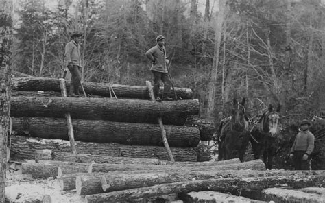 Isabella Conservation District Environmental Education Program Logging