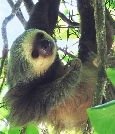 Sloth Animal Facts Choloepus Hoffmani A Z Animals
