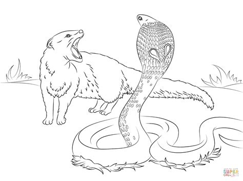 Cobra Vs Mongoose coloring page | Free Printable Coloring Pages