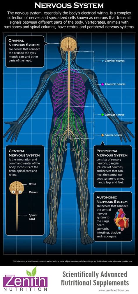 The human nervous system consists of billions of nerve cells (or neurons)plus supporting (neuroglial) cells. Nervous System | Human nervous system, Nervous system, Body systems
