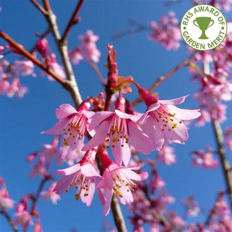 The classical flowers of the okame flowering cherry tree begin blooming in february, and open as single pink petals, and continue to show their color until late in the fall. Prunus 'Okame' Tree | Cherry blossom tree, Flowering ...
