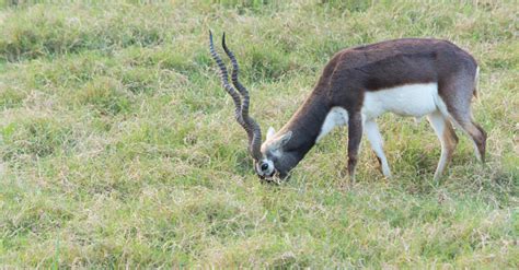Black Buck Deer Stock Photo Download Image Now Animal Animal