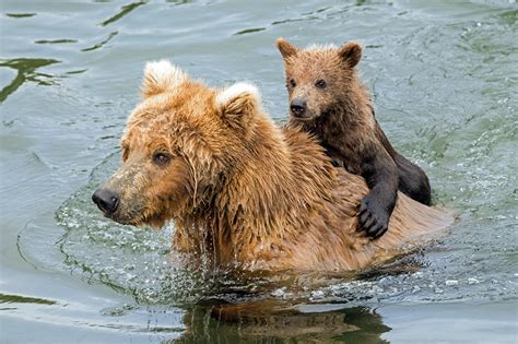 Picture Grizzly Bear Cubs Swims Two Water Wet Animals