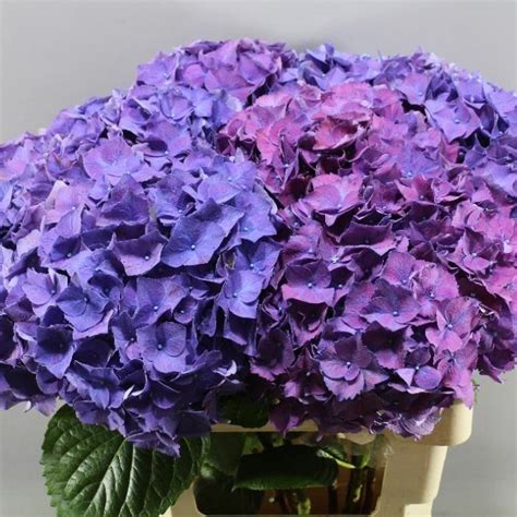 hydrangea rodeo purple 80cm wholesale dutch flowers and florist supplies uk