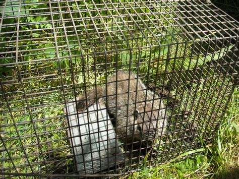 Groundhogs And Groundhog Removal By Suburban Wildlife Control