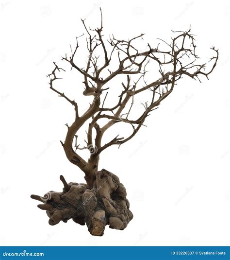 Dried Tree With Roots Royalty Free Stock Photography Image 33226337
