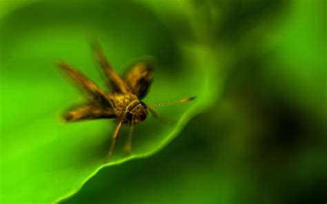 Premium Photo Macro Shot Of An Insect On Green Leaf