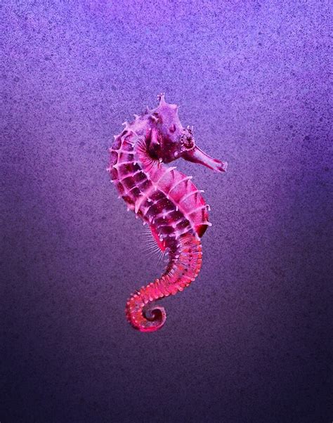 Purple Seahorse By Donnakbrowning Redbubble