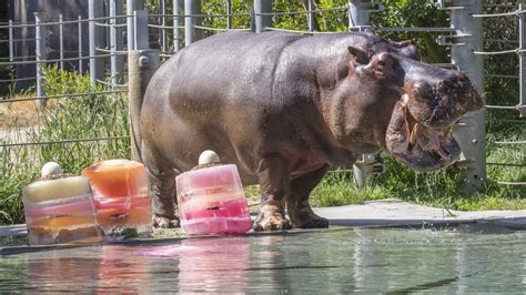 Cincinnati Zoo Welcomes Huge Dark And Handsome Hippo