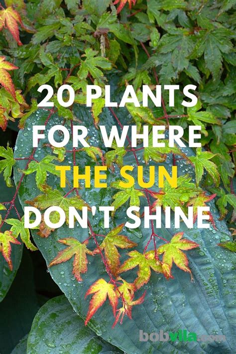 20 Plants For Where The Sun Dont Shine Best Plants For Shade Shade