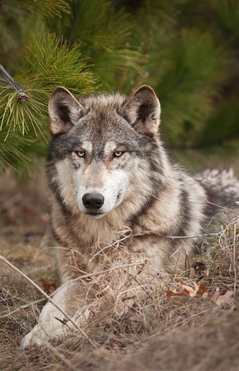 Timber Wolf Canis Lupus Profile Stock Photo Image Of Canis Furry