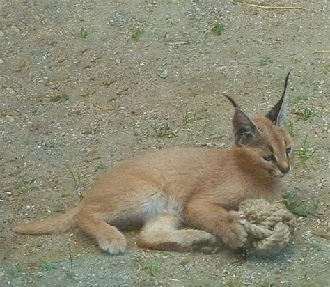 caracal cat  facts