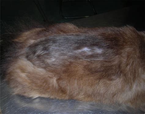 Miliary dermatitis is a condition where millet seed sized (miliary) scabs are variably distributed over the cats body. Localized alopecia in a cat with flea allergic dermatitis ...