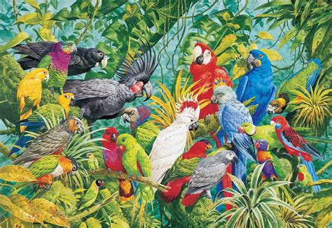 Rainforest Birds Wallpapers 4k